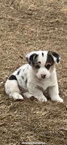 Corgi Puppies for Rehoming - Photo 3