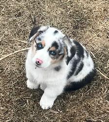 Corgi Puppies for Rehoming - Photo 4