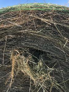 premium hay - Photo 2