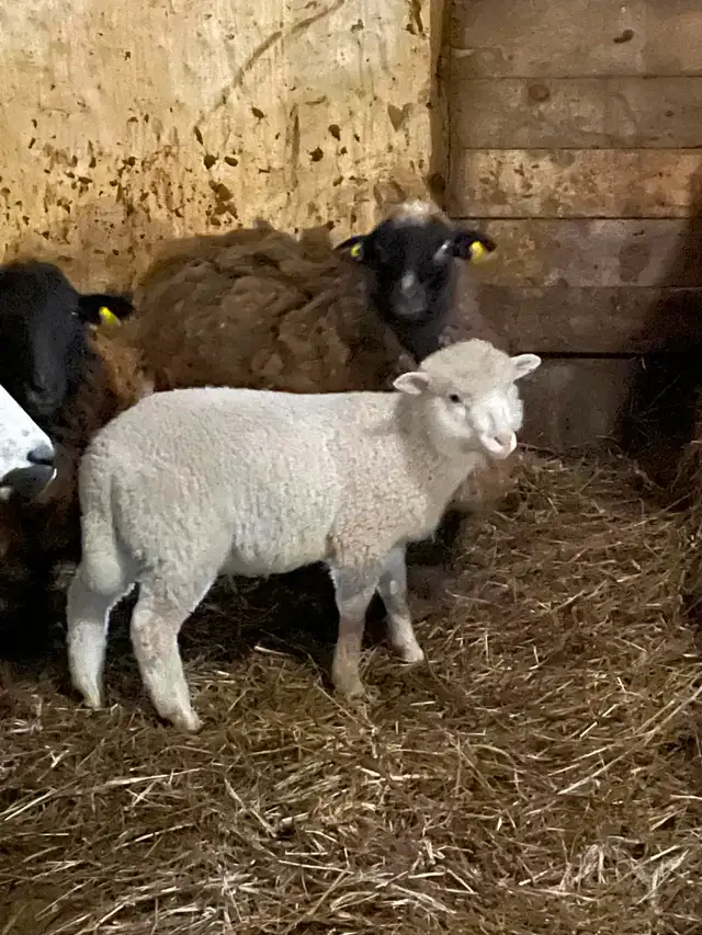 Moutons