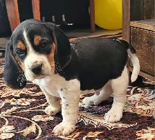 Super handsome TRICOLOR MALE BEAGLE PUPPY