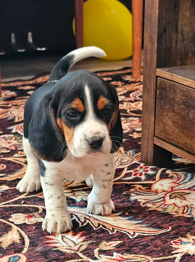 Super handsome TRICOLOR MALE BEAGLE PUPPY - Photo 2