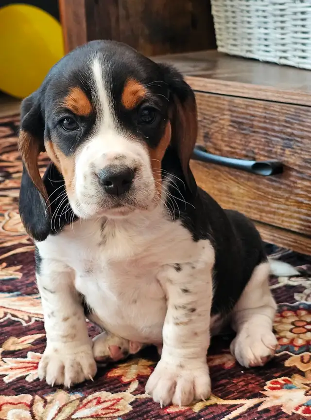 Super handsome TRICOLOR MALE BEAGLE PUPPY - Photo 3