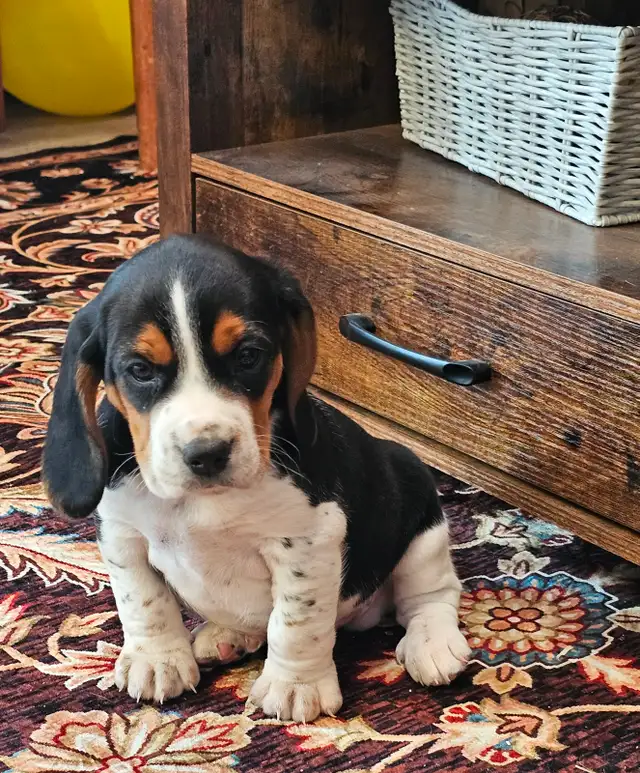 Super handsome TRICOLOR MALE BEAGLE PUPPY - Photo 4