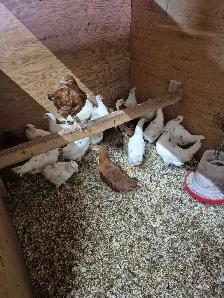 Pullets 12 weeks