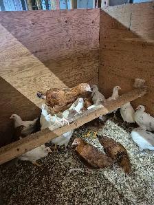 Pullets 12 weeks - Photo 2