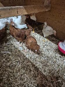 Pullets 12 weeks - Photo 3