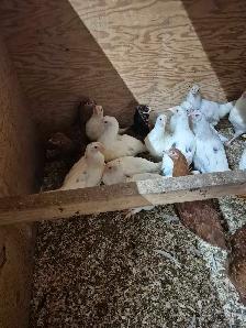 Pullets 12 weeks - Photo 4