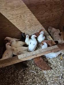 Pullets 12 weeks - Photo 5