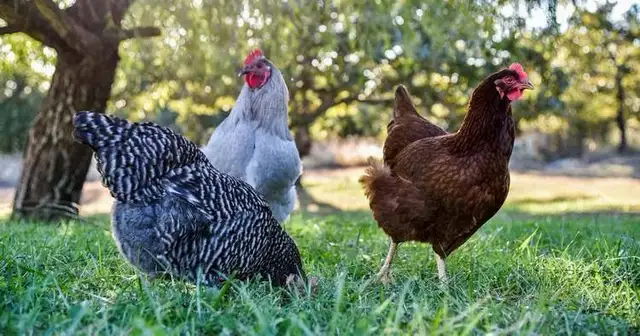 Poules pondeuses à donner