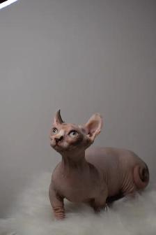 Sphynx Kittens - Photo 2