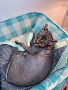 Sphynx Kittens - Photo 3