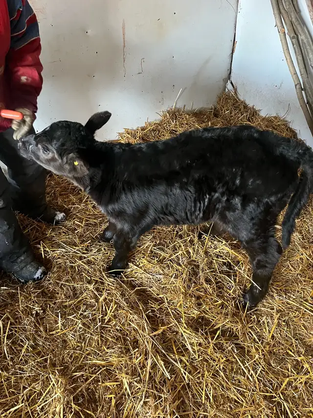 Bottle calf for sale