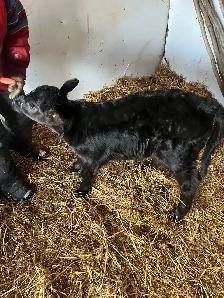 Bottle calf for sale