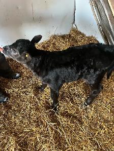Bottle calf for sale - Photo 2