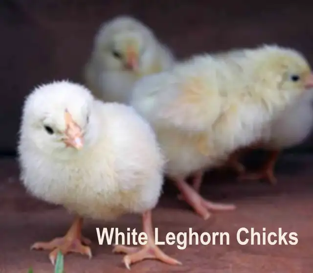 FREE WHITE LEGHORN CHICKS!!!!