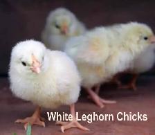 FREE WHITE LEGHORN CHICKS!!!!