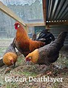 FREE WHITE LEGHORN CHICKS!!!! - Photo 3