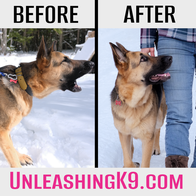 6 Week Board and Train - Spring Offer