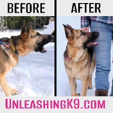 6 Week Board and Train - Spring Offer