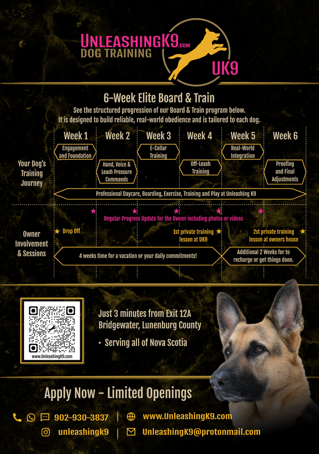 6 Week Board and Train - Spring Offer - Photo 3