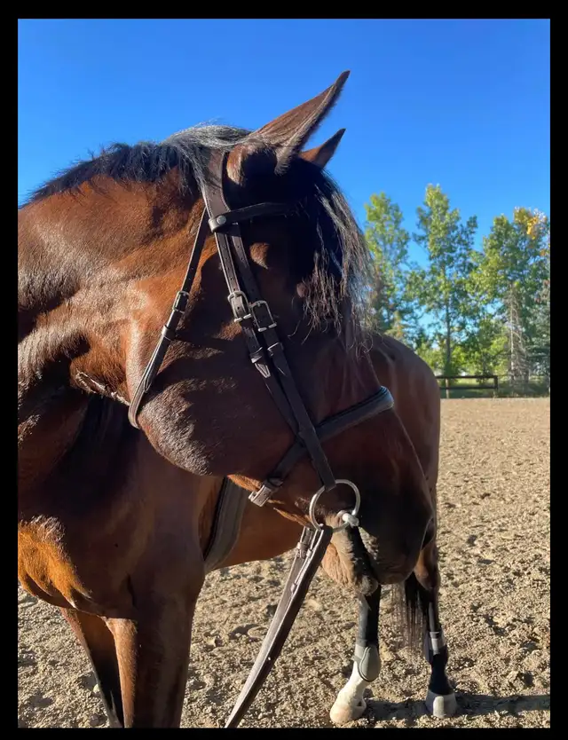 Beautiful brown horse
