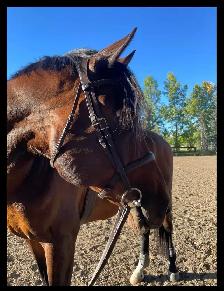 Beautiful brown horse