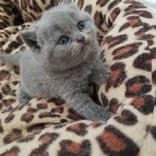 Scottish Straight and Scottish Fold kittens CCA/AFC registered - Photo 5