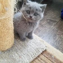 Scottish Straight and Scottish Fold kittens CCA/AFC registered - Photo 6