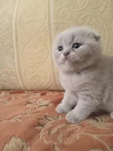 Scottish Straight and Scottish Fold kittens CCA/AFC registered - Photo 8