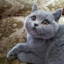 Scottish Straight and Scottish Fold kittens CCA/AFC registered - Photo 9