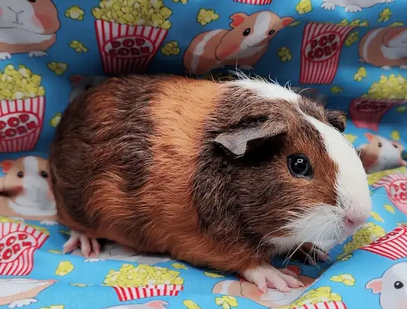 cochon d'inde poil lisse tricolore