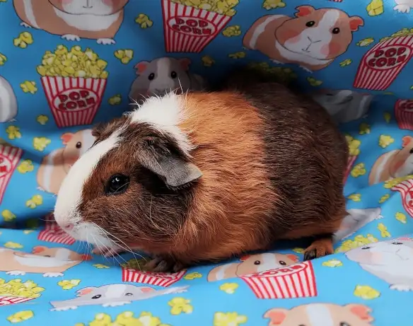 cochon d'inde poil lisse tricolore - Photo 2