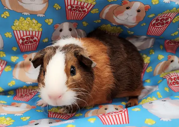 cochon d'inde poil lisse tricolore - Photo 3