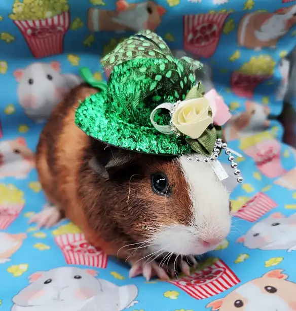 cochon d'inde poil lisse tricolore - Photo 4