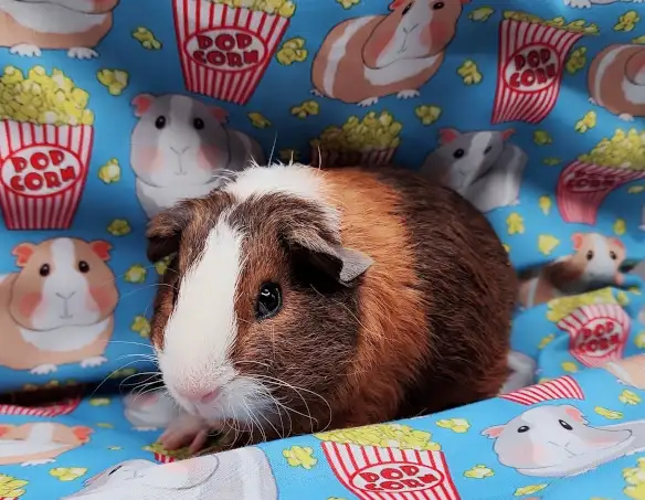 cochon d'inde poil lisse tricolore - Photo 5