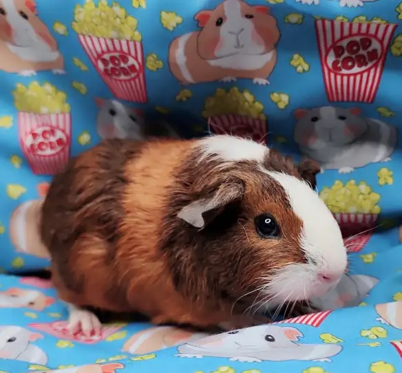 cochon d'inde poil lisse tricolore - Photo 6