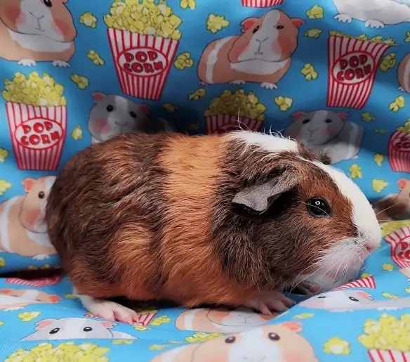 cochon d'inde poil lisse tricolore - Photo 7