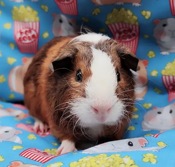 cochon d'inde poil lisse tricolore - Photo 8