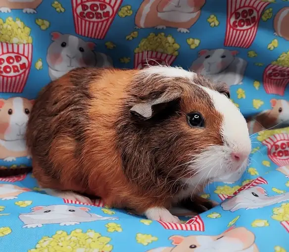 cochon d'inde poil lisse tricolore - Photo 9