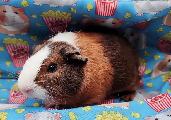 cochon d'inde poil lisse tricolore - Photo 10