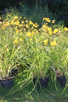 Cedars Yews Boxwoods Japanese Maple PlantsWe deliver to St. Cat - Photo 9