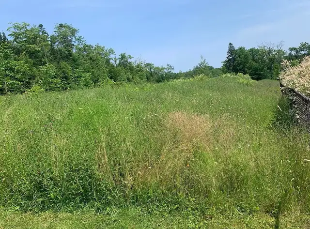 Land Scaping - Photo 4