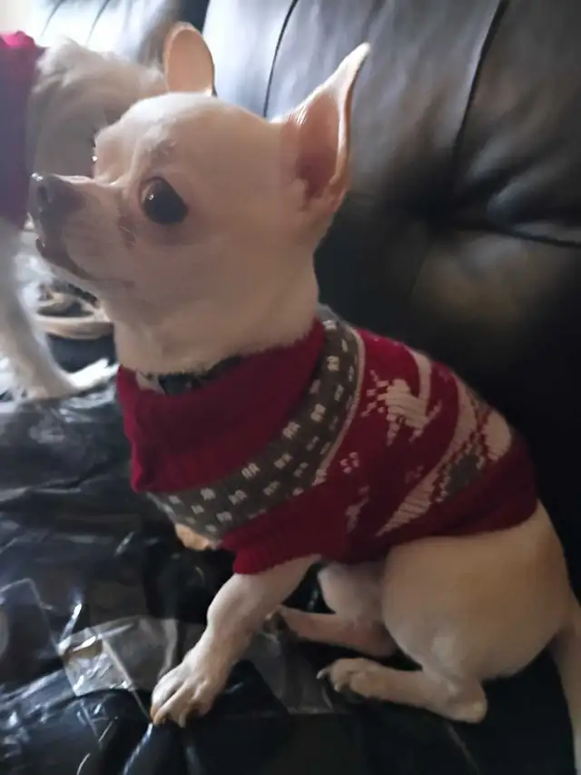 2 year male chihuahua