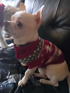 2 year male chihuahua