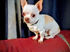 2 year male chihuahua - Photo 3