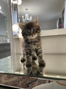 ⭐️Maine Coon Kittens⭐️ - Health Card & Samples -