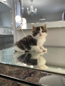 ⭐️Maine Coon Kittens⭐️ - Health Card & Samples - - Photo 3