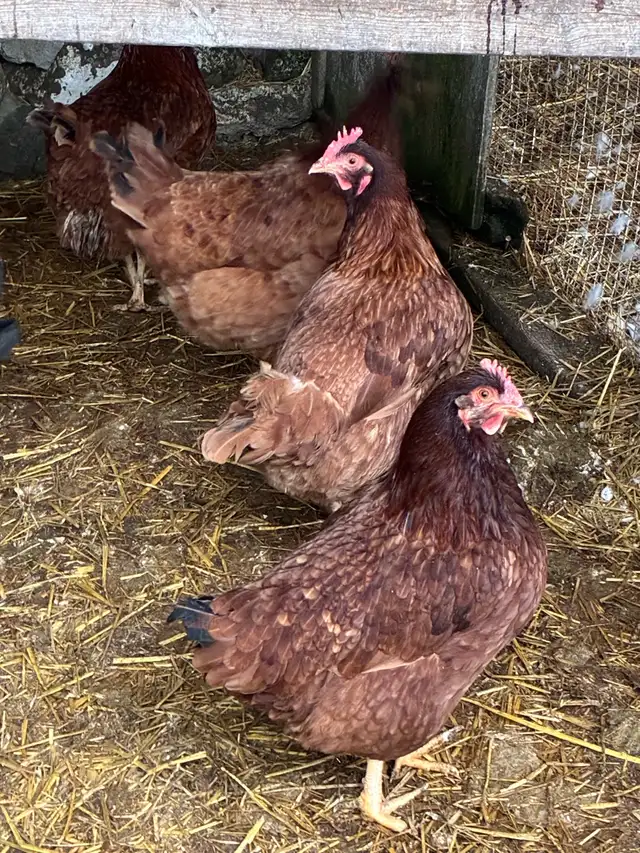 Hens - Rhode Island Red