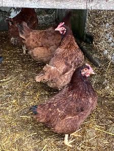 Hens - Rhode Island Red